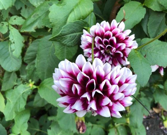 purple flower (1)